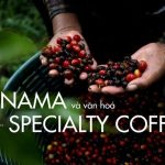 Gesha Panama – Mảnh Đất Sinh Ra Những Hạt Cà Phê Đỉnh Cao 9