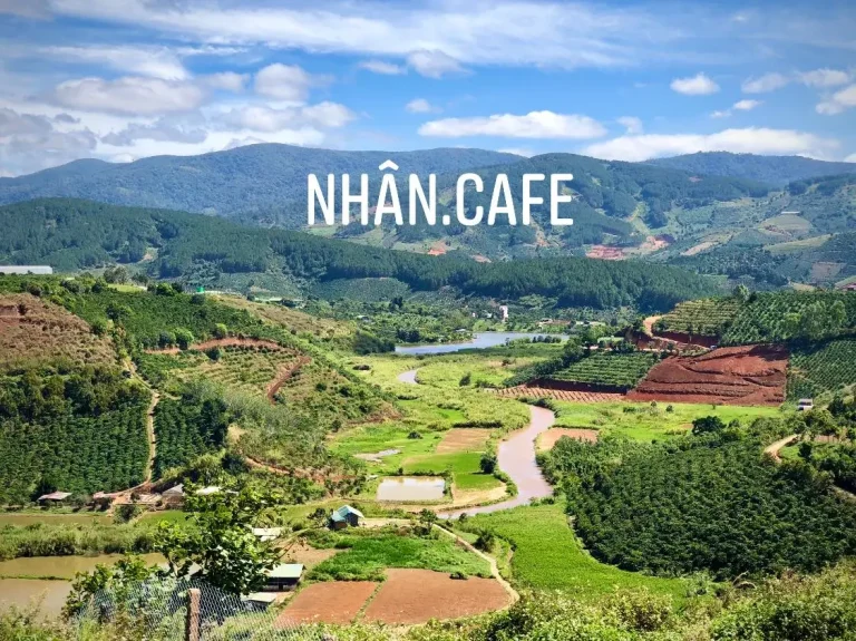 Gesha Panama - Mảnh Đất Sinh Ra Những Hạt Cà Phê Đỉnh Cao 4